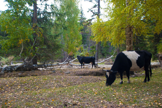 新疆可可托海桦树林里的牛