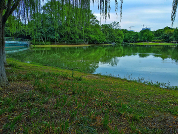 湖畔绿柳风景