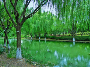 湖畔绿柳风景