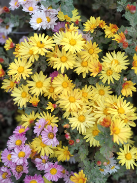 菊花黄色九月菊