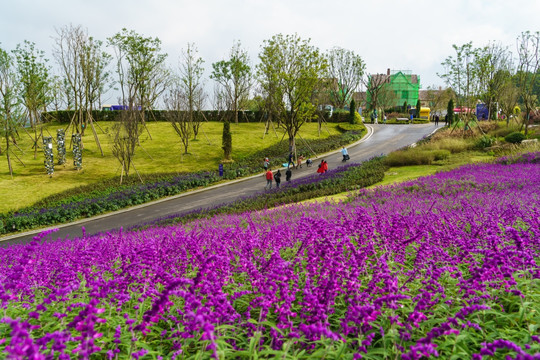 马鞭草紫色鲜花背景公园景区道