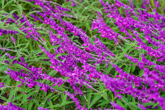 马鞭草紫色鲜花背景