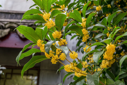 桂花