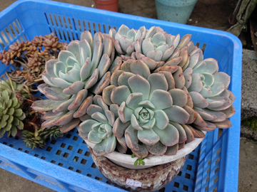 多肉植物 盘景