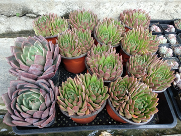 多肉植物 盘景