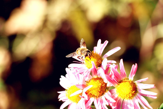深秋的蜜蜂