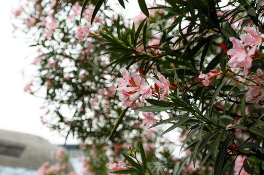 城市花卉