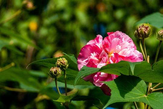 芙蓉花