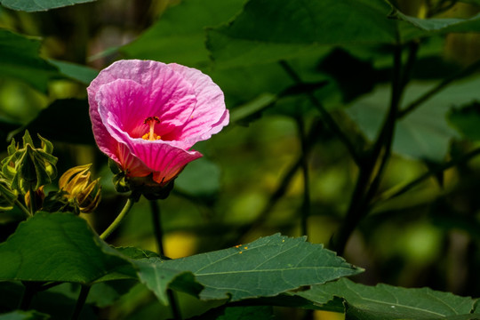 芙蓉花