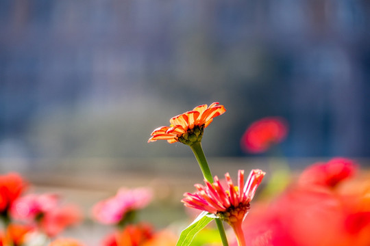 百日菊