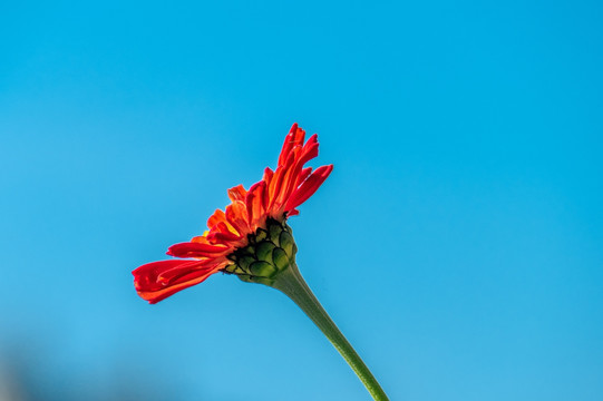 百日菊