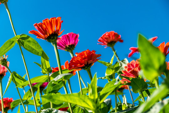 百日菊