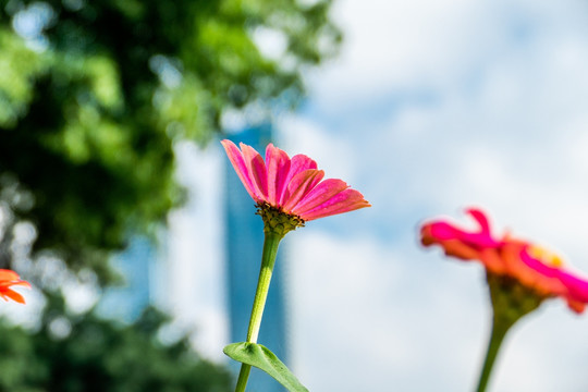 百日菊