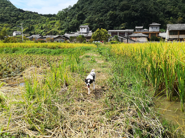村庄