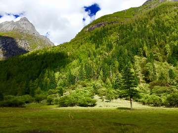 高山树林