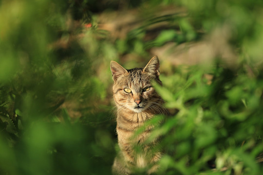 花猫