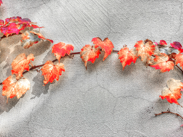 画意摄影作品秋色秋叶红叶