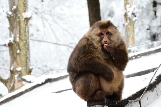 景区冬天的猴子