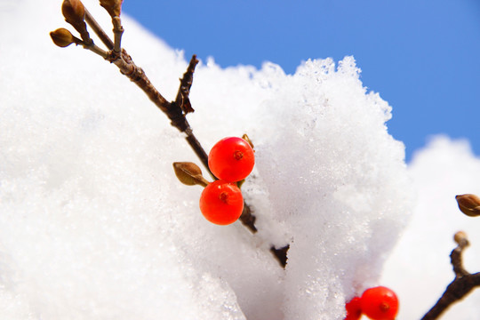 冬雪红果