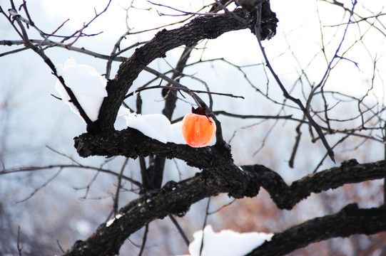 冬雪柿树