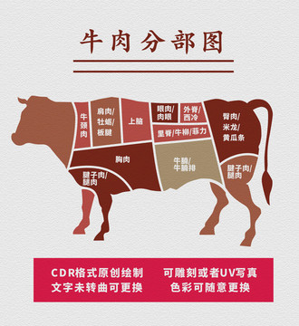 牛肉分部图