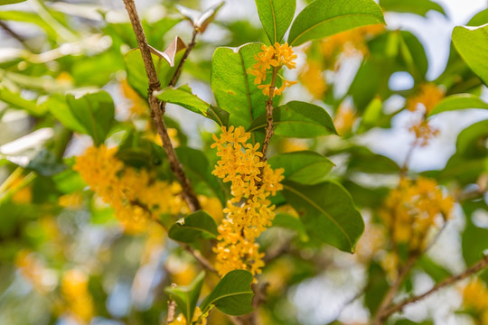 桂花