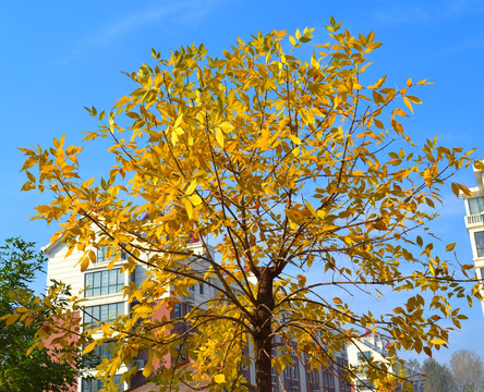 金黄色的叶子树