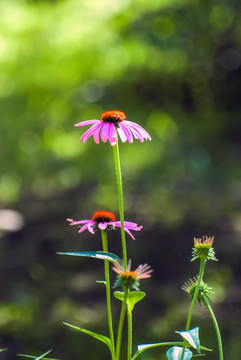 松果菊