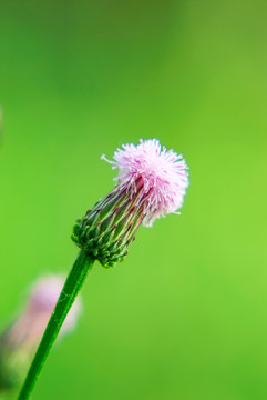 一朵紫花