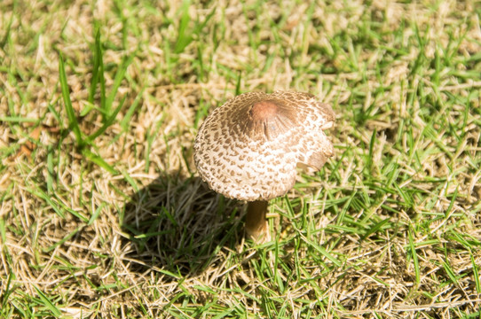 一朵蘑菇