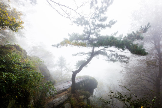 庐山秋色之迎客松