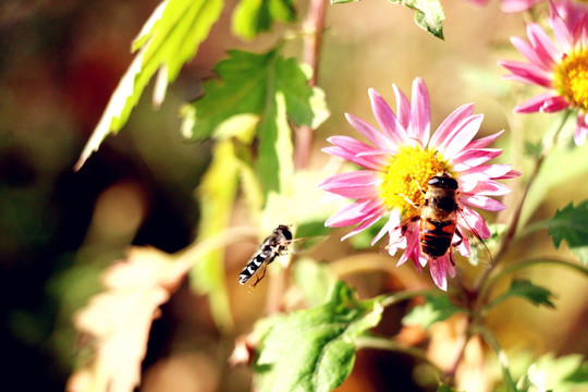 败花和蜜蜂
