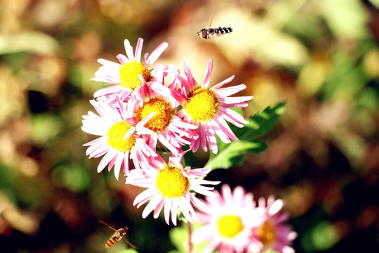 悬停的蜜蜂