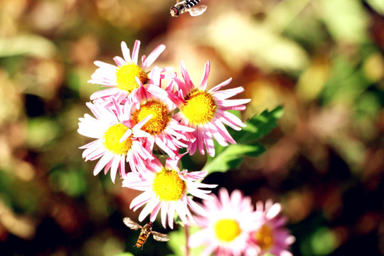 两只悬停的蜜蜂同蕊争蜂