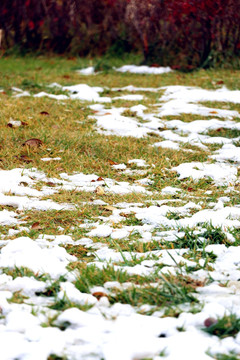 绿草附白雪