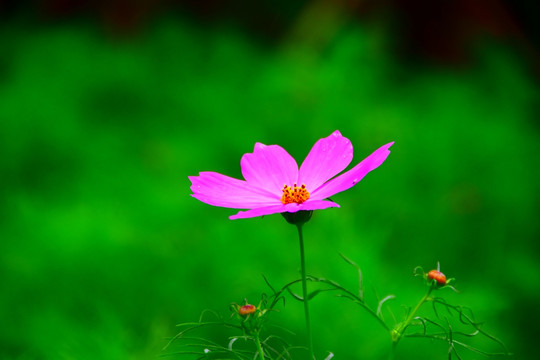 花瓣