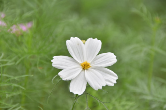 花瓣