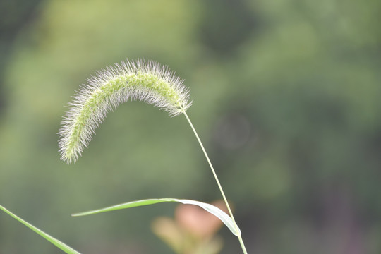 狗尾草