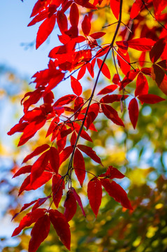 秋天里的红叶