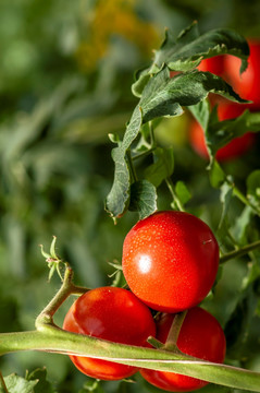 西红柿绿色食品