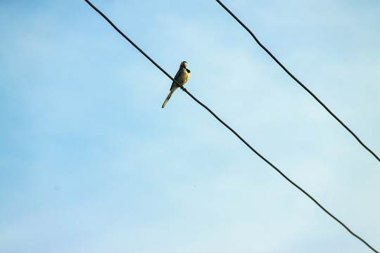 电线上的小鸟