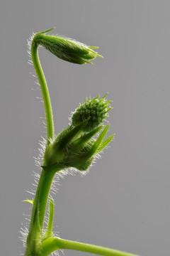 含羞草