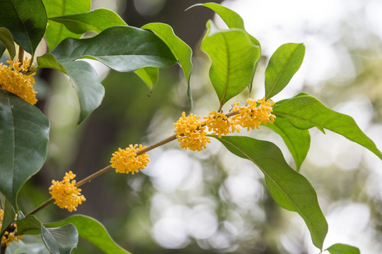 桂花