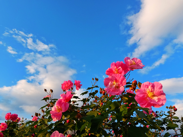 蓝天木芙蓉