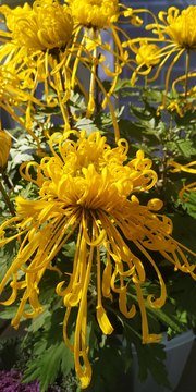 菊花