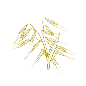 燕麦手绘