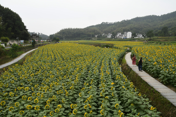 葵花园