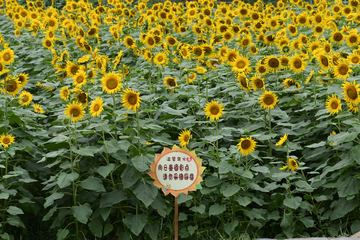 葵花