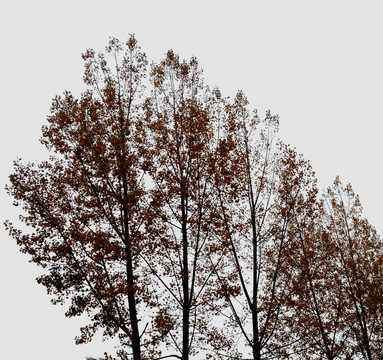 秋天的白杨树