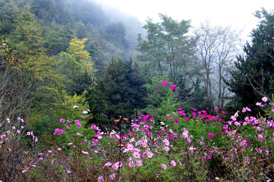 田园格桑花